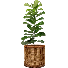 ficus-lyrata
