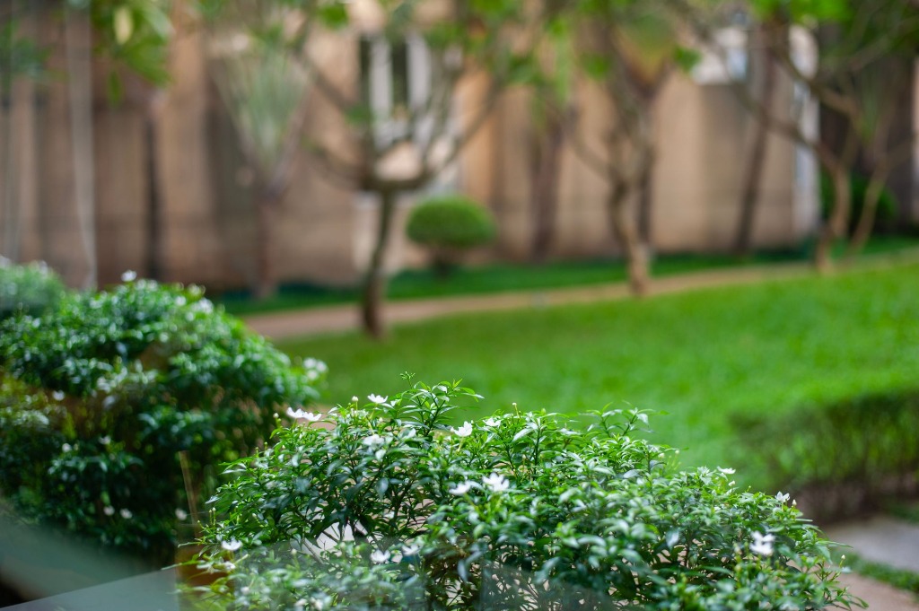 Venta de plantas ornamentales de interior y exterior en Venezuela